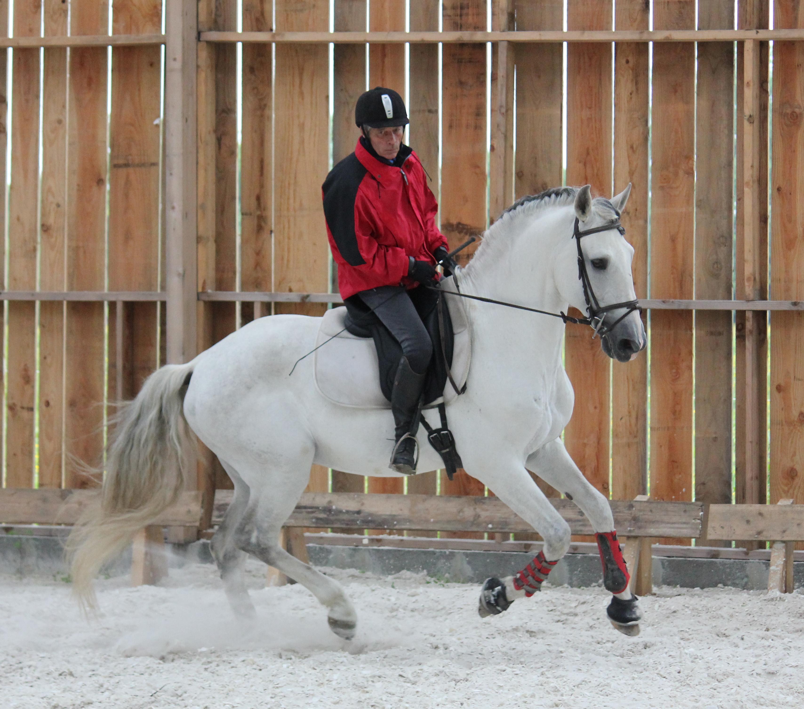 en dressage de haute école on rencontre le piaffer et le passage